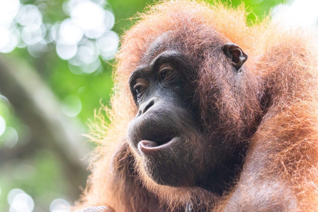Wildlife photographer Malaysia