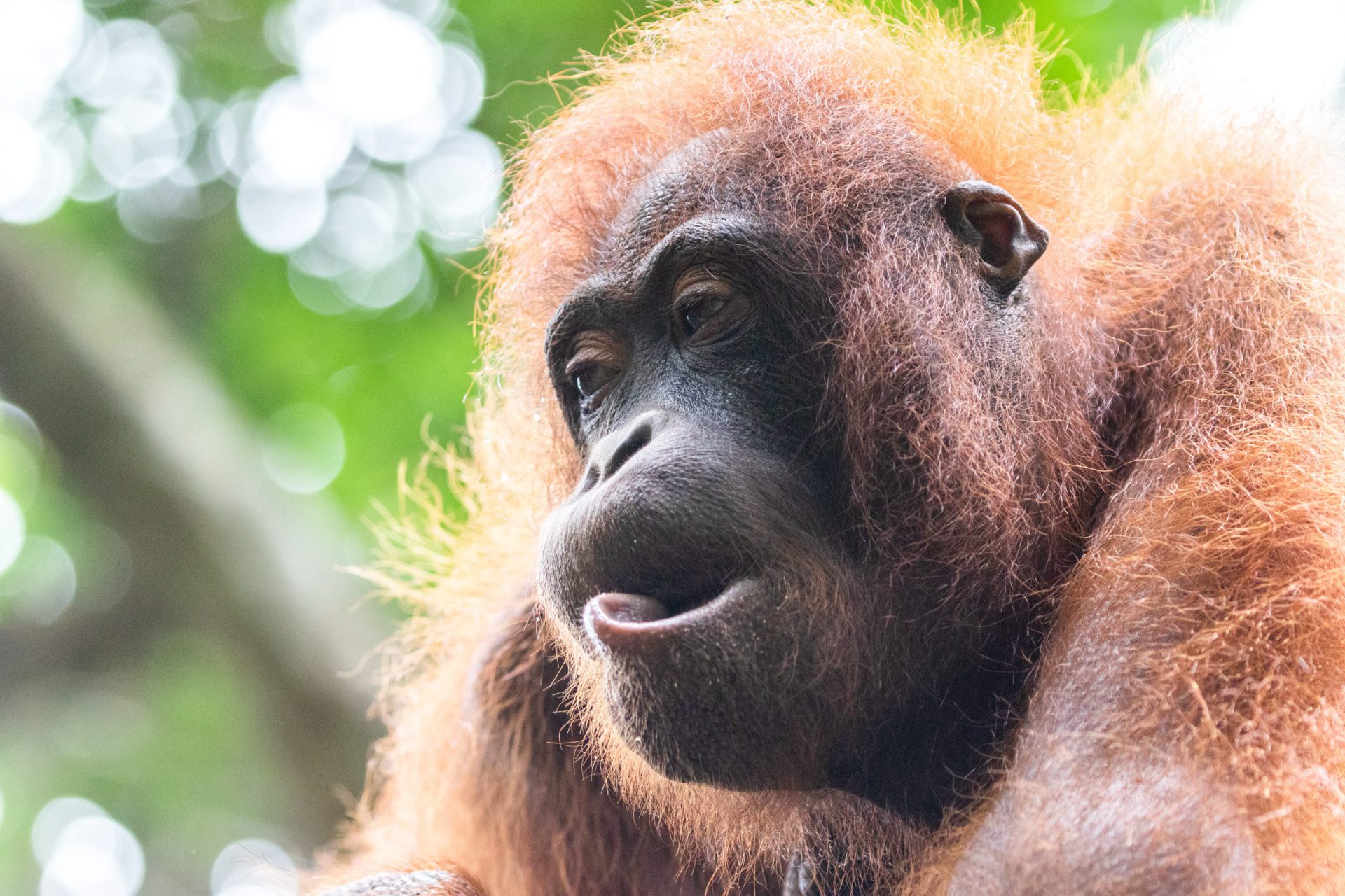 Wildlife photographer Malaysia