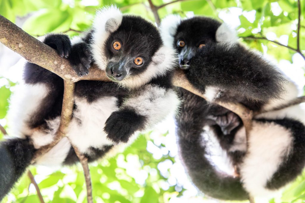 Luxury Wildlife & Travel Photography in Madagascar