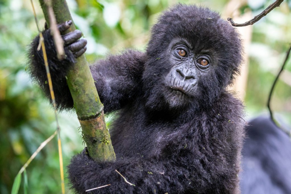 Luxury Wildlife Photography in Rwanda