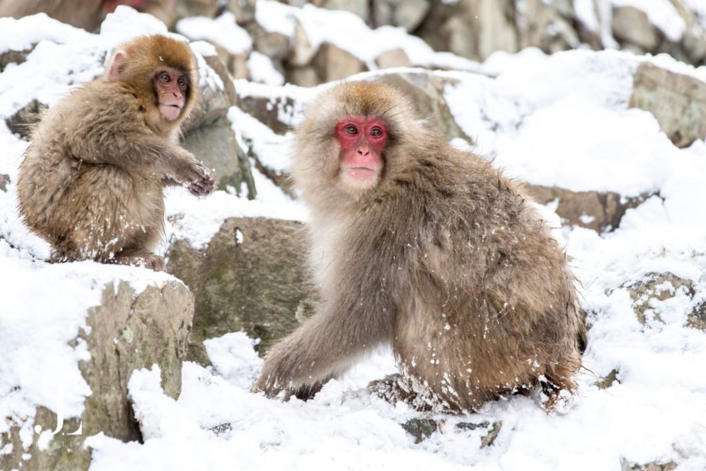 Japanese snow monkeys resting on a snowy rock in Joshinetsu Kogen National Park, Nagano