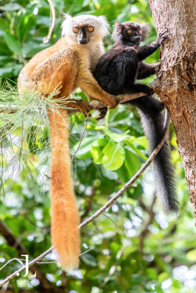 Madagascar wildlife photography