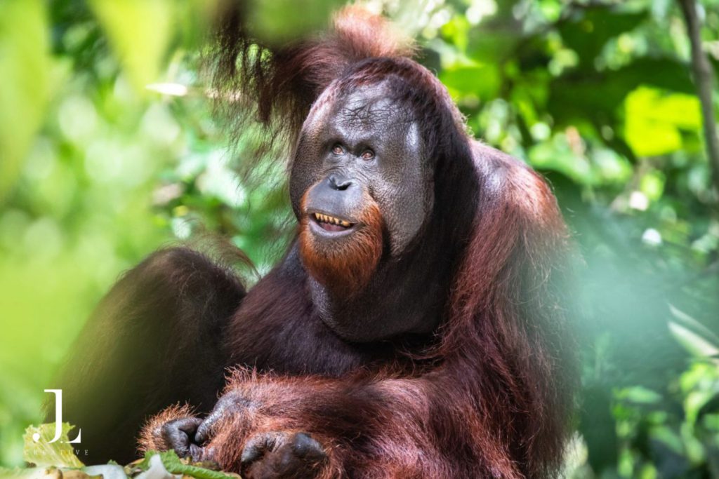 Wildlife safari photography